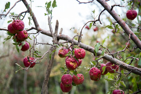 سرمازدگی و تگرگ بیش از ۲۴۰۰میلیارد ریال به بخش کشاورزی ارومیه خسارت وارد کرد