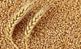 ۷۷۶۴ تن گندم در بروجرد ذخیره‌سازی شده است