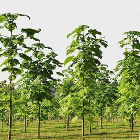 کاشت گونه غیربومی "پالونیا" تهدید است