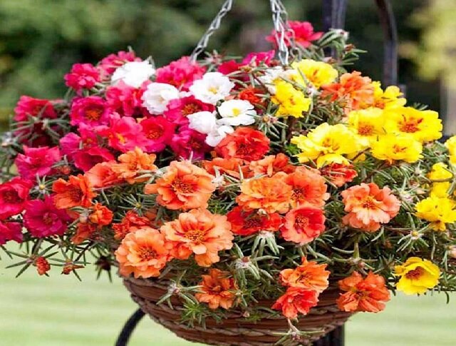 راهنمای خرید گل آنلاین - ایسنا