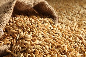 بررسی نیازمندی‌های صنایع نان، غلات و ماکارونی در کشور
