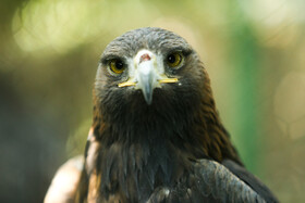 رهاسازی 60 گونه پرنده شکاری در طبیعت« همدان»