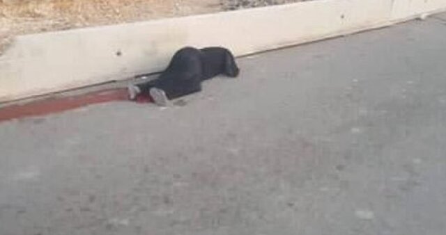 شهادت یک زن فلسطینی به ضرب گلوله نظامیان اسرائیلی