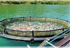 لرستان ظرفیت بیش از ۳۰۰۰ تن پرورش ماهی در قفس را دارد