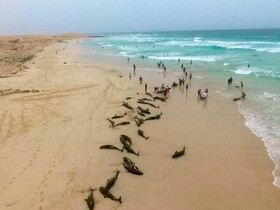 کشف لاشه ۲۳ دلفین در سواحل فرانسه
