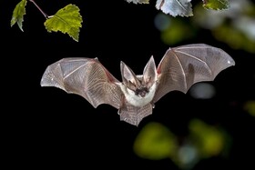 خفاش‌ها قربانیان خرافات انسان‌ساز