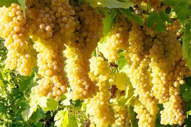 حمایت ۷۰ درصدی از راهکارهای بهینه سازی کشت بافت گیاهی پایه گردو و انگور