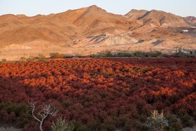 «زرشک» را دست کم نگیرید