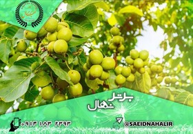 ارسال انواع نهال به تمام نقاط ایران به صورت رایگان