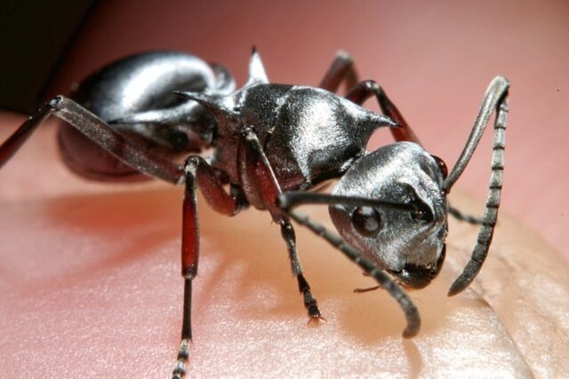 مورچه‌ای که از سریع‌ترین انسان جهان هم سریع‌تر است