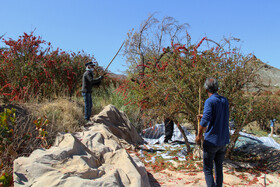 برداشت زرشک در روستای «افین» خراسان جنوبی