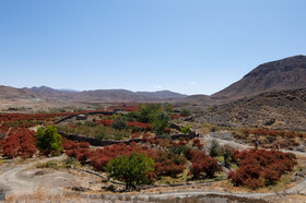 برداشت زرشک در روستای «افین» خراسان جنوبی