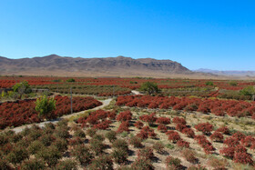 برداشت زرشک در روستای «افین» خراسان جنوبی