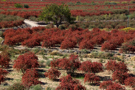 برداشت زرشک در روستای «افین» خراسان جنوبی
