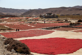 برداشت زرشک در روستای «افین» خراسان جنوبی