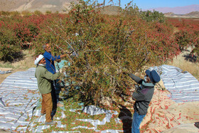 برداشت زرشک در روستای «افین» خراسان جنوبی