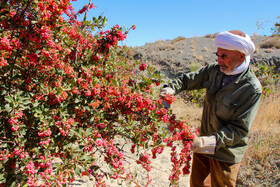 برداشت زرشک در روستای «افین» خراسان جنوبی