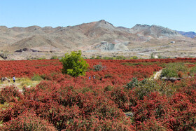 برداشت زرشک در روستای «افین» خراسان جنوبی