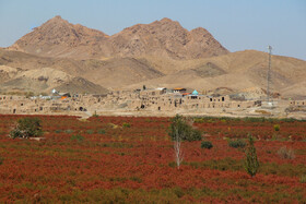 برداشت زرشک در روستای «افین» خراسان جنوبی