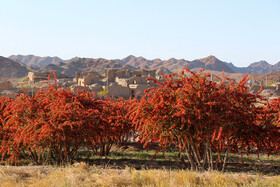 برداشت زرشک در روستای «افین» خراسان جنوبی