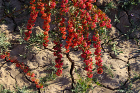 برداشت زرشک در روستای «افین» خراسان جنوبی