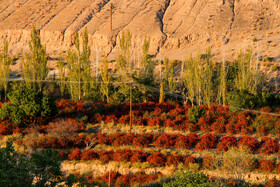 برداشت زرشک در روستای «افین» خراسان جنوبی