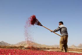 برداشت زرشک در روستای «افین» خراسان جنوبی