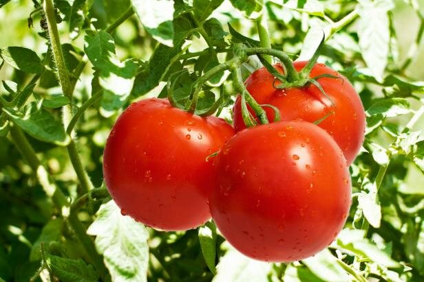 تولید 600 هزار تُن گوجه‌فرنگی در خراسان رضوی 