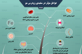 اینفوگرافی / عوامل مؤثر در سفیدی زودرس مو