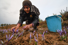 برداشت زعفران روستای وامنان استان گلستان