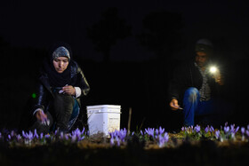 برداشت زعفران روستای وامنان استان گلستان