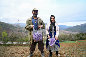 برداشت زعفران روستای وامنان استان گلستان