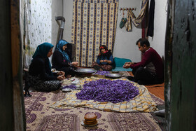 برداشت زعفران روستای وامنان استان گلستان