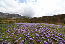 برداشت زعفران روستای وامنان استان گلستان