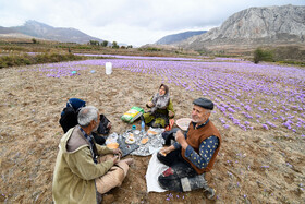 برداشت زعفران روستای وامنان استان گلستان