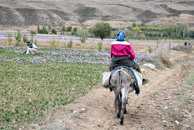 برداشت زعفران روستای وامنان استان گلستان