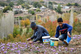 برداشت زعفران روستای وامنان استان گلستان