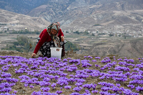 برداشت زعفران روستای وامنان استان گلستان