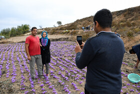 برداشت زعفران روستای وامنان استان گلستان