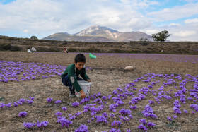 برداشت زعفران روستای وامنان استان گلستان