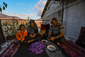 برداشت زعفران روستای وامنان استان گلستان