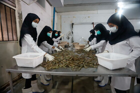 عرضه میگو و خرمای بوشهر در بازارهای چین