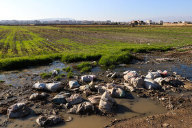 کشاورزی با آبهای آلوده و فاضلاب در ساوه