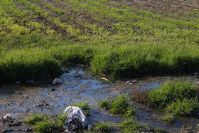 کشاورزی با آب‌های آلوده و فاضلاب در ساوه