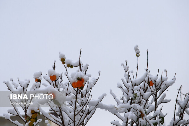 آغاز بارش برف و باران از بعد از ظهر امروز آغاز بارش برف و باران از بعد از ظهر امروز