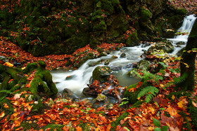 ایران زیباست؛ جنگل پاییزی «سنگده»