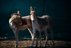 سال ۱۳۹۷ تعداد ۵ رأس گورخر ایرانی در عملیات زندهگیری و انتقال از پارک ملی توران شاهرود به پارک ملی کویر در گرمسار تلف شد، اواخر همان سال، ۵ رأس گورخر ایرانی نیز به سلامت و بدون هیچ گونه تلفاتی به پارک ملی کویر گرمسار منتقل شدند.