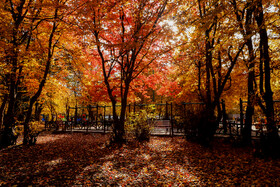 ایران زیباست؛ پاییز در دل جنگل «النگدره» گرگان