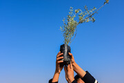 کاشت ۲۰۰ نهال درخت در بوستان المپیک توسط جامعه ورزش
