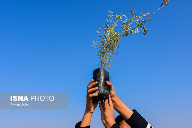 تصمیم هلال احمر برای کاشت ۱۰۰ هزار درخت به مناسبت ۱۰۰ سالگی این جمعیت